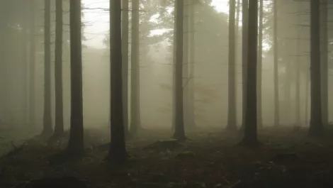 Out of the woods but still out of favour