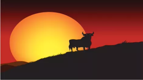 Tauranga ISP's cow* to jump over the moon**