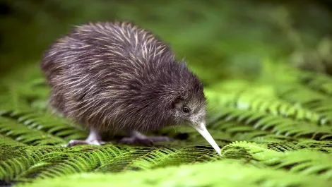 Dot Kiwi welcomes .nz to the new era of the internet