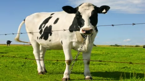 Rural NZ in danger of becoming a digital ghetto