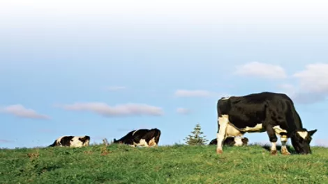Dairy express